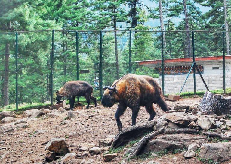 Bhutan Takin