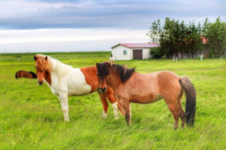 Icelandic Horses 3