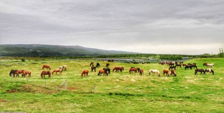 Icelandic Horses