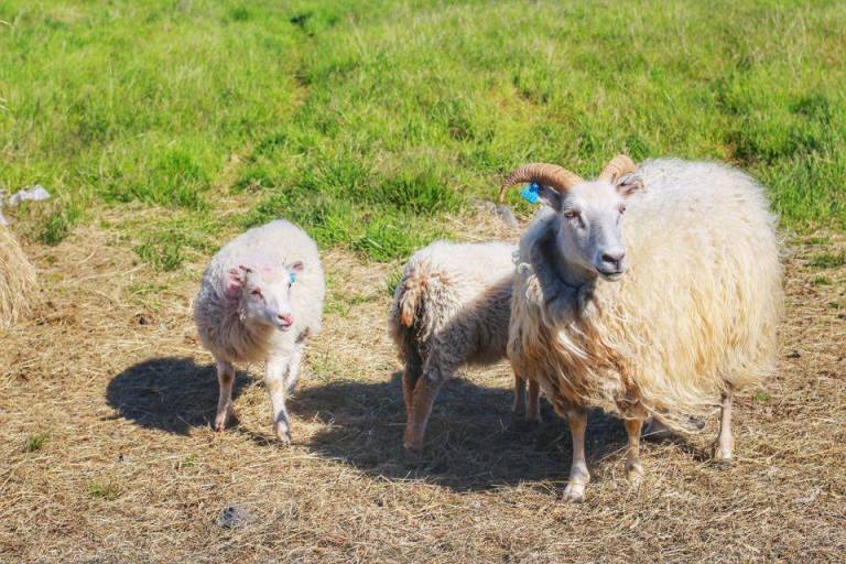 Iceland - Skalatjorn Homestay - 9