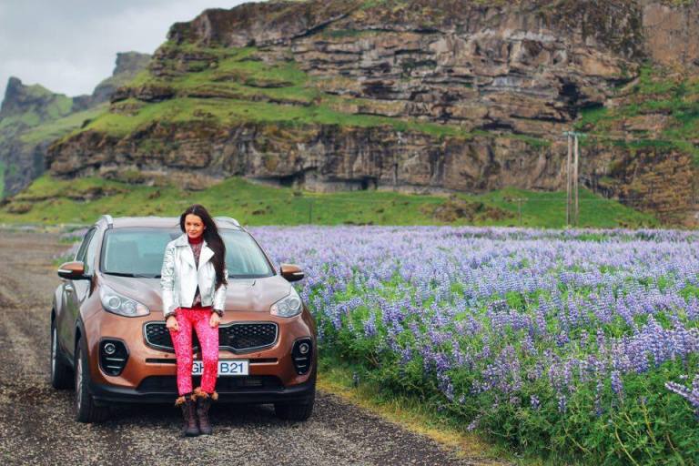 Lupin Fields Iceland
