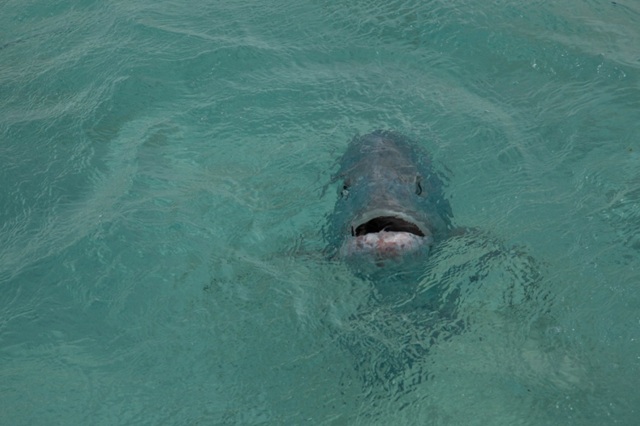 George of the lagoon