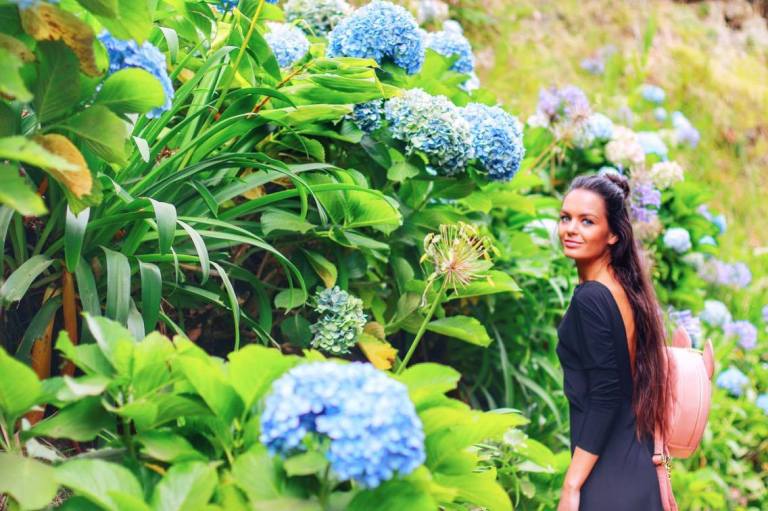 Hydrangeas Sao Miguel Azores 1