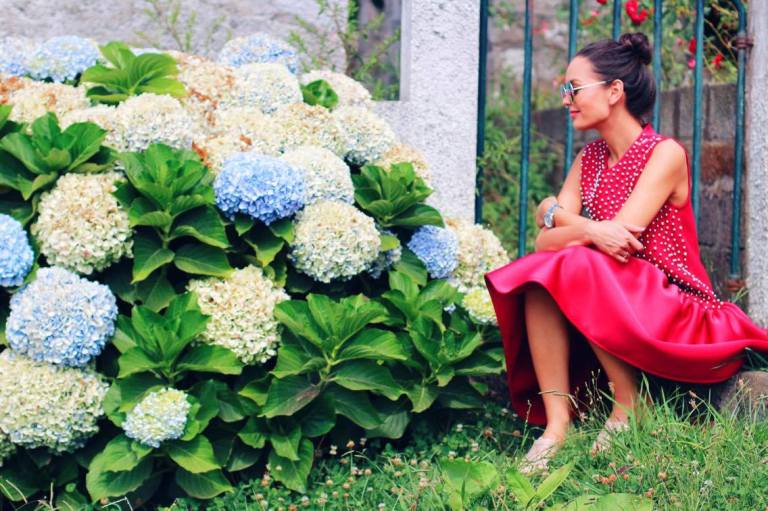 Hydrangeas Sao Miguel Azores 2