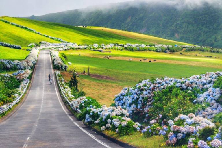 Hydrangeas Sao Miguel Azores 3