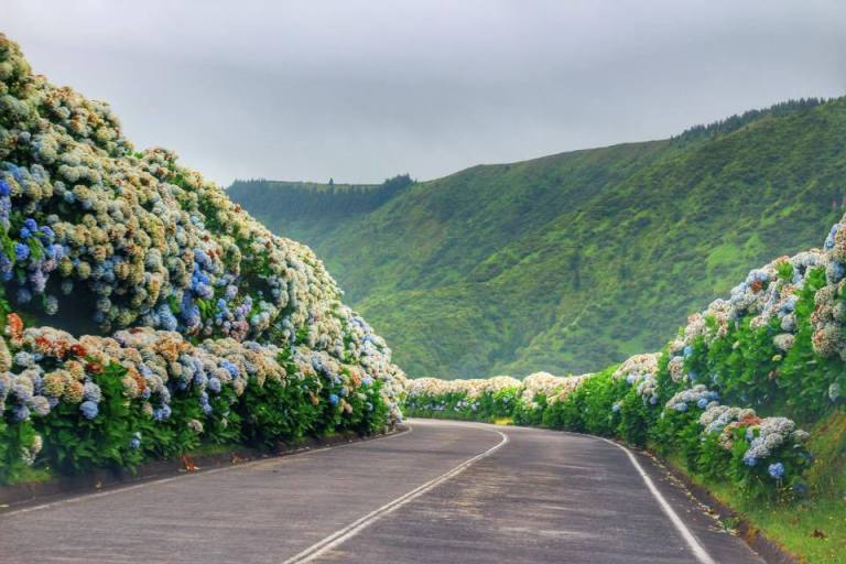 Hydrangeas Sao Miguel Azores 4