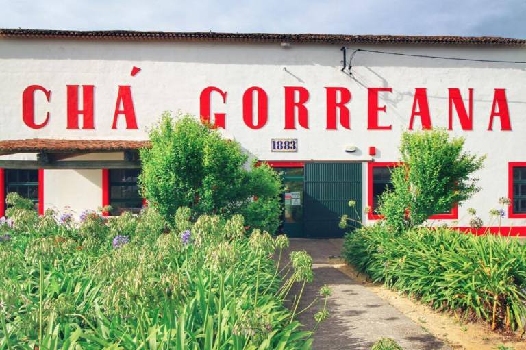 cha-gorreana-tea-plantation-azores-sao-miguel-3