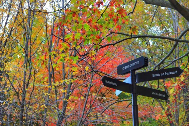 montreal_leaf-peeping