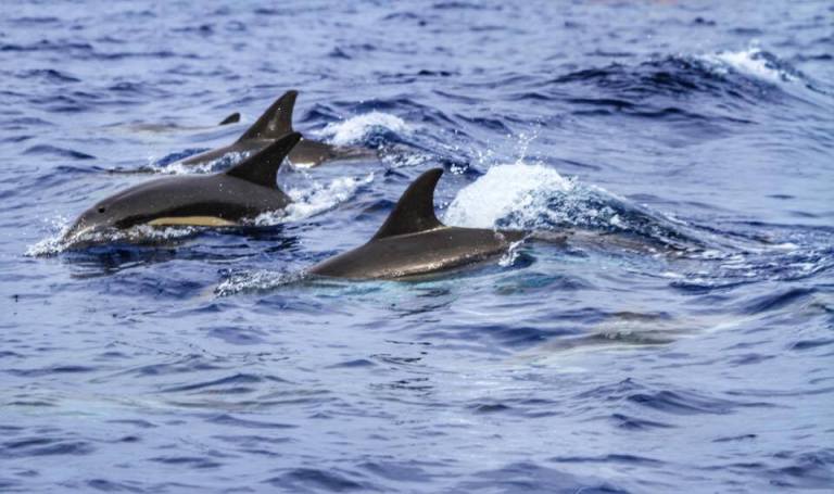whale-watching-azores-sao-miguel-3