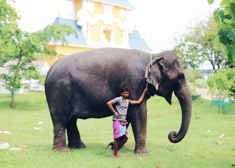 sri-lanka_day-3_elephant-ride_dondra-lighthouse_1