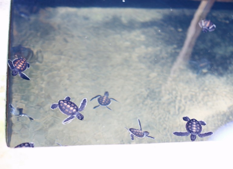 turtle-farm_sri-lanka