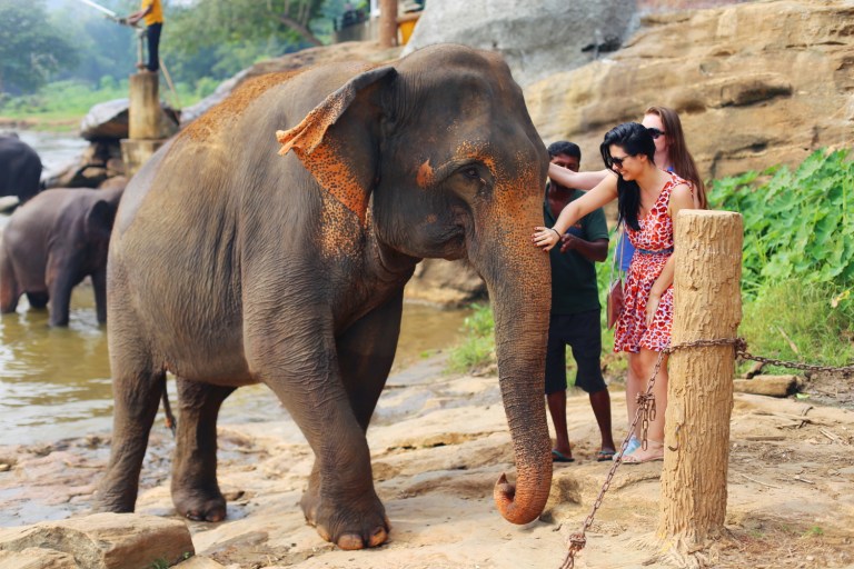 pinawalla-orphenage_sri-lanka_12