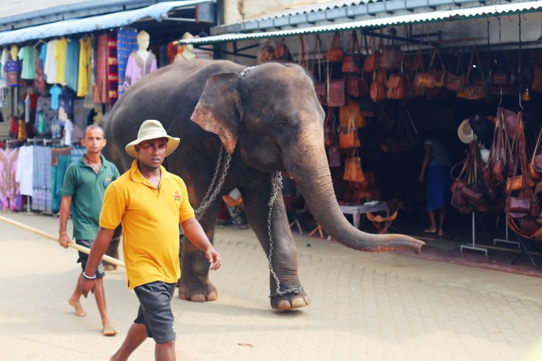 pinawalla-orphenage_sri-lanka_16