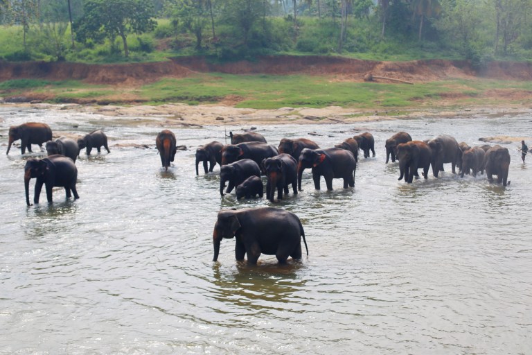 pinawalla-orphenage_sri-lanka_21