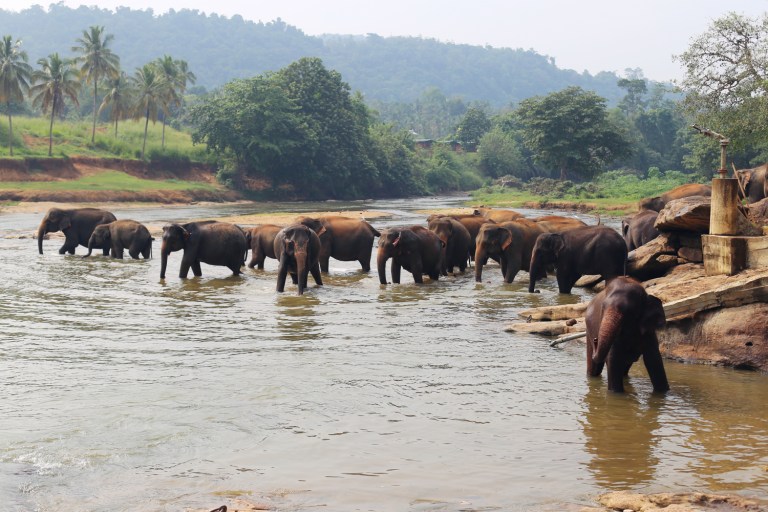 pinawalla-orphenage_sri-lanka_23