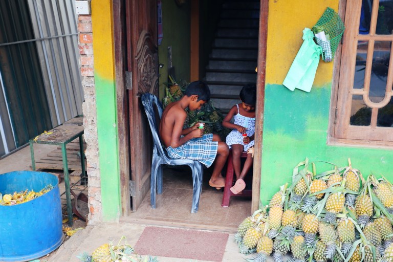 pineapple-plantation-sri-lanka_3