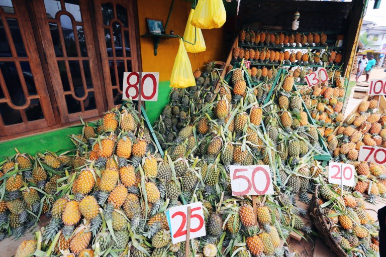 pineapple-plantation-sri-lanka_4