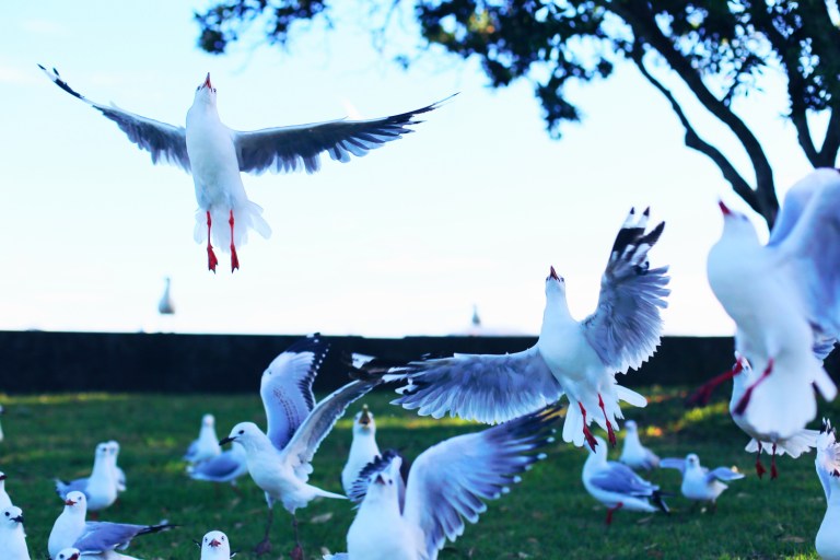 Auckland New Zealand3