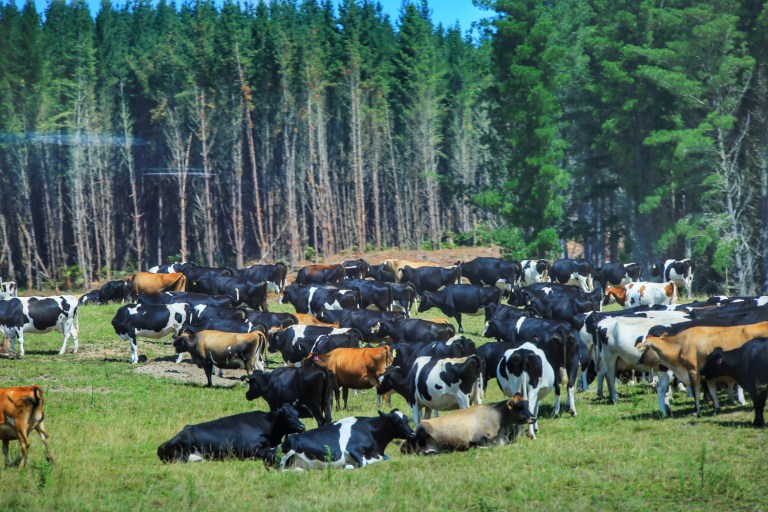 Roadtrip Turangi-Tongariro-Ruapehu_3