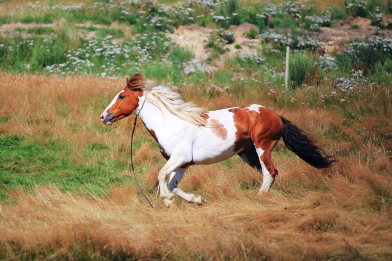 Roadtrip Turangi-Tongariro-Ruapehu_4