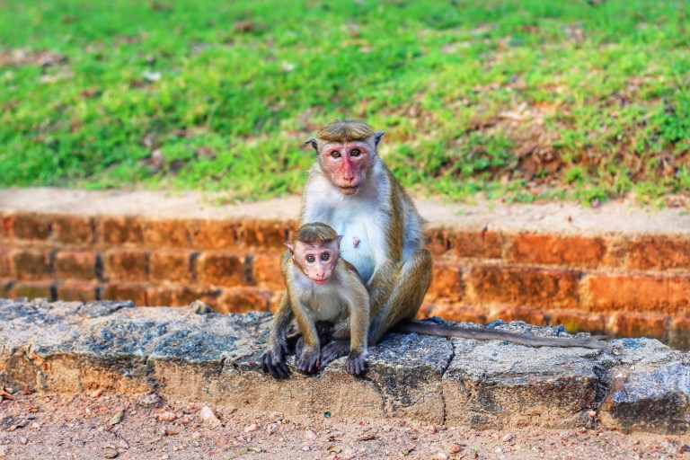 Sri Lanka_Sigiriya_Monkeys_2