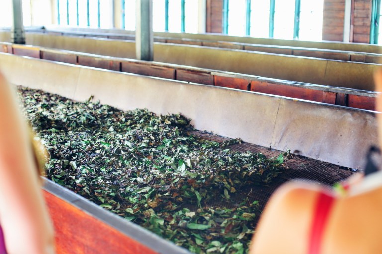 Tea Factory_Sri Lanka_3