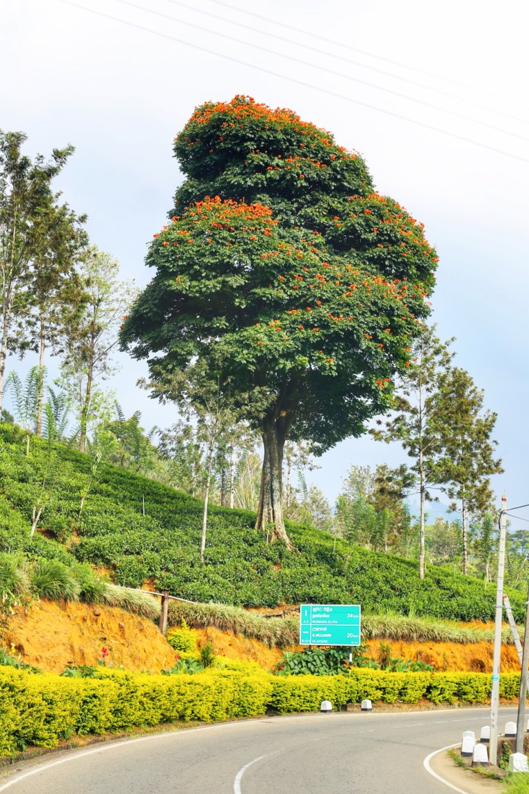 Tea Plantations_Sri Lanka_4