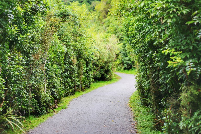 Franz Joseph Glacier_New Zealand_4