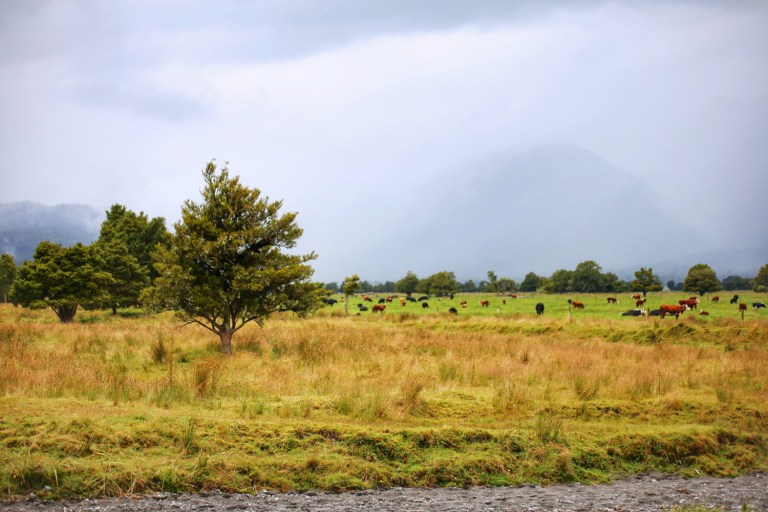Jetty Lookout_New Zealand_11