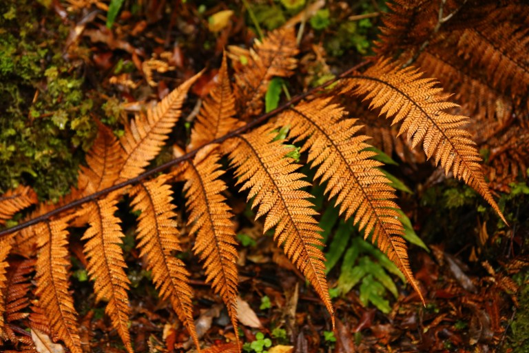 Jetty Lookout_New Zealand_3