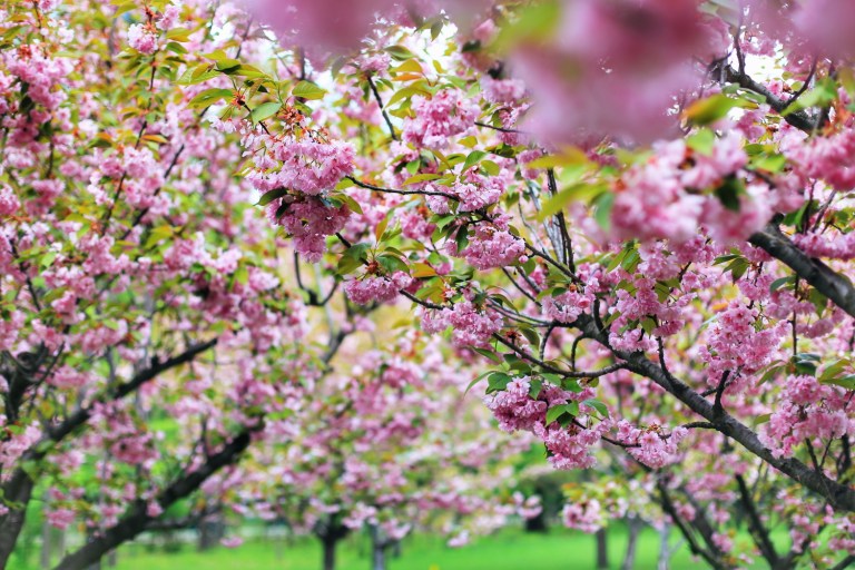 Sakura in Bucuresti_9