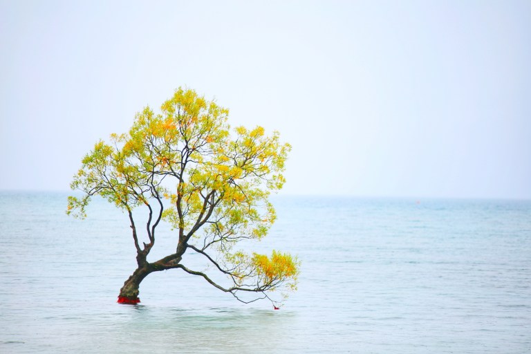That Wanaka Tree_Wanaka Lake_New Zealand_1