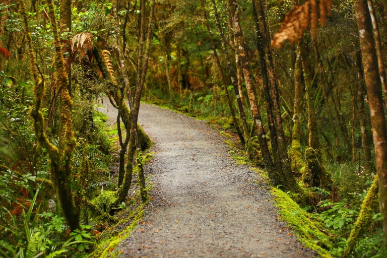 To Lake Matheson_New Zealand_2