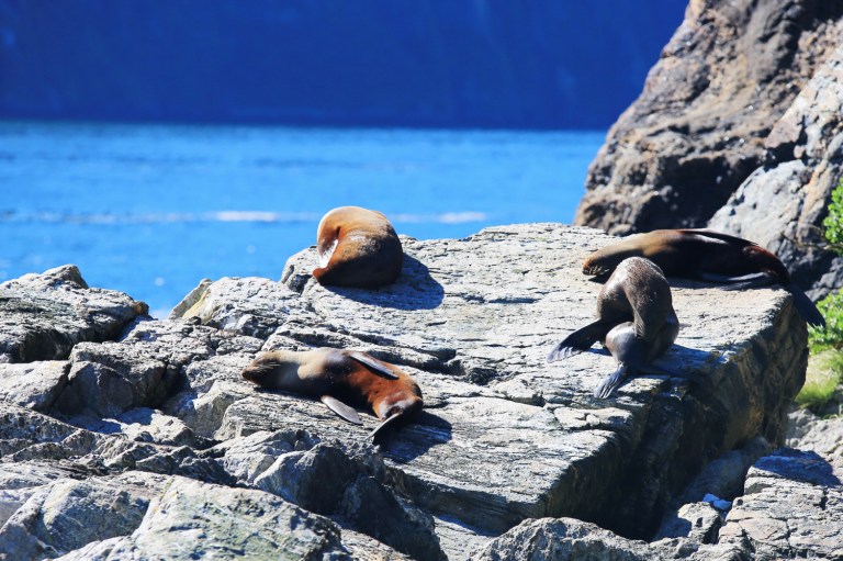 Sea Lions at Milford Sound