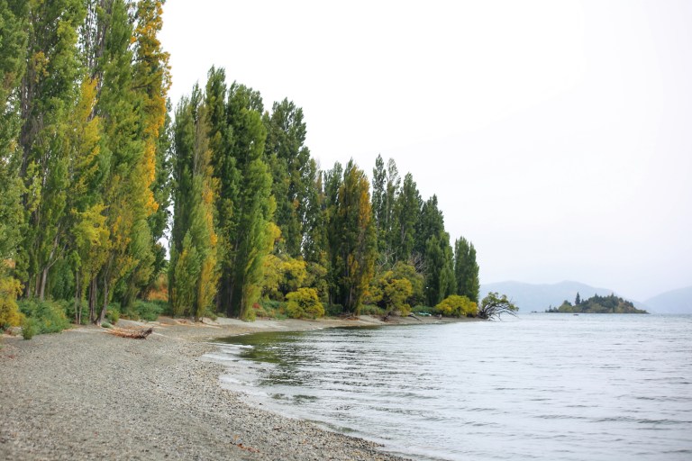 That Wanaka Tree_Wanaka Lake_New Zealand_6