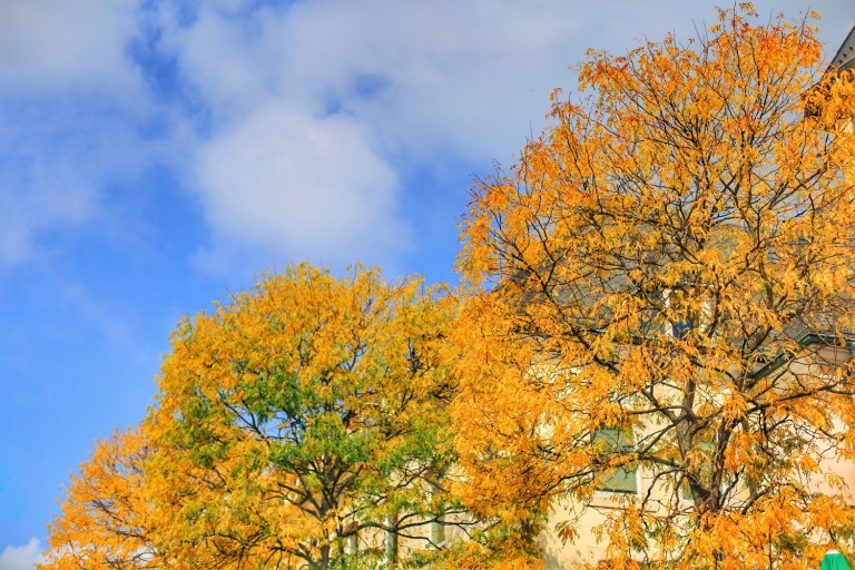Luxemburg_Fall Colors_1