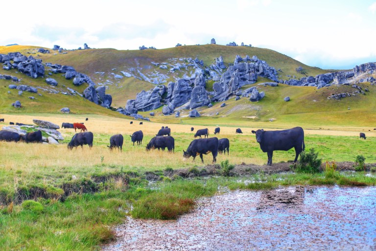 Castle Hill_New Zealand_6