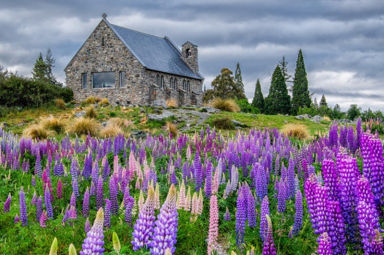 Lake Tekapo church with lupins