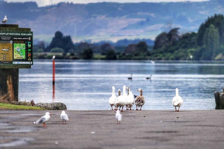 Rotorua_New Zealand_4